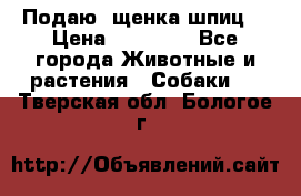 Подаю. щенка шпиц  › Цена ­ 27 000 - Все города Животные и растения » Собаки   . Тверская обл.,Бологое г.